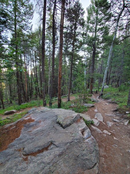 Short rocky section coming down Old Ski Run