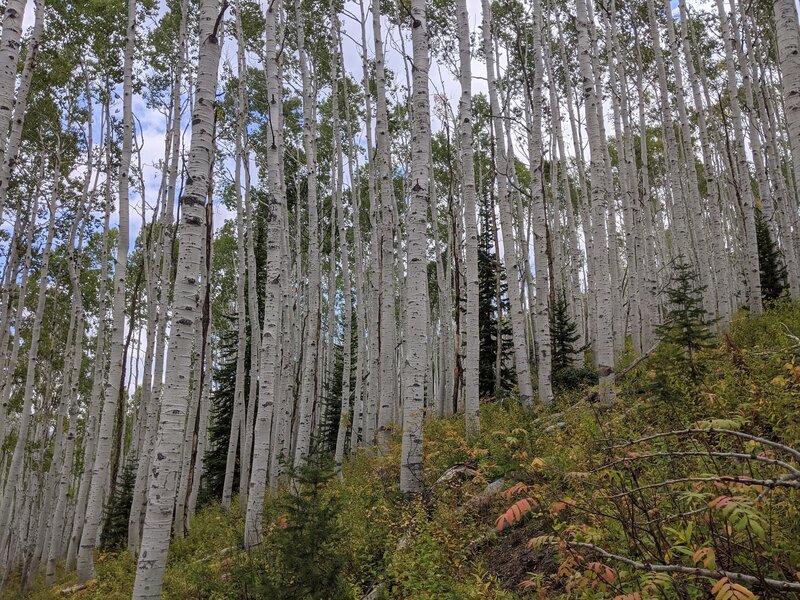 Absolutely lovely aspen forest on Flash of Gold trail.