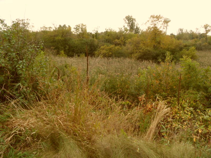 Trail view of field in Glen Ellyn, IL.