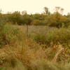 Trail view of field in Glen Ellyn, IL.