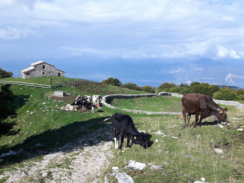 Cows at Malga Zocchi