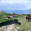 Cows at Malga Zocchi