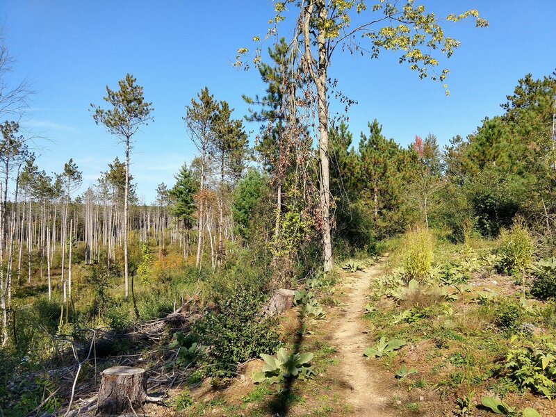 Natural SingleTrack