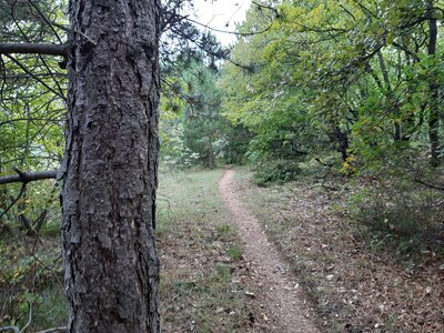 A flat and flowy part of Roncola Trail, near Localita Roncola (470m)