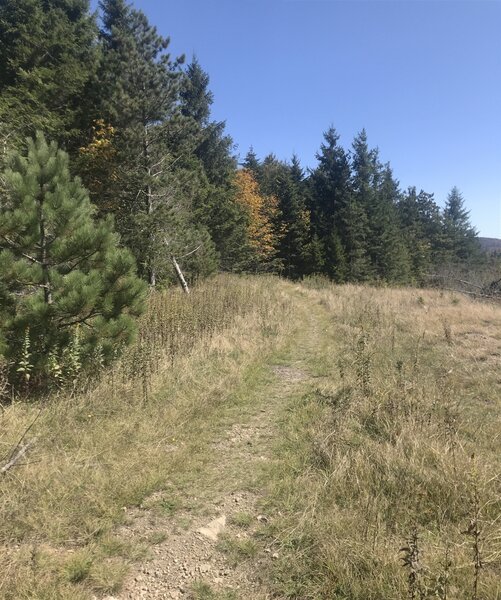 Open meadows bordered by forest regeneration along the reclaimed strip mine.