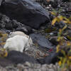 Mountain Goats on Pumice Butte. We saw 10 or 15 goats today