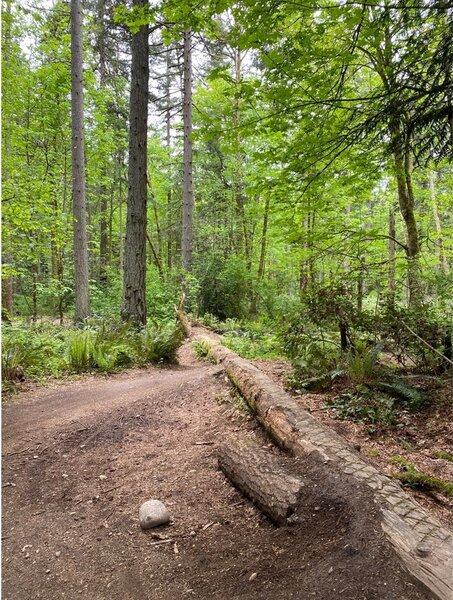 Get some balance practice on this log. Be mindful of your derailleur, then occasionally bend when you slide off such logs.