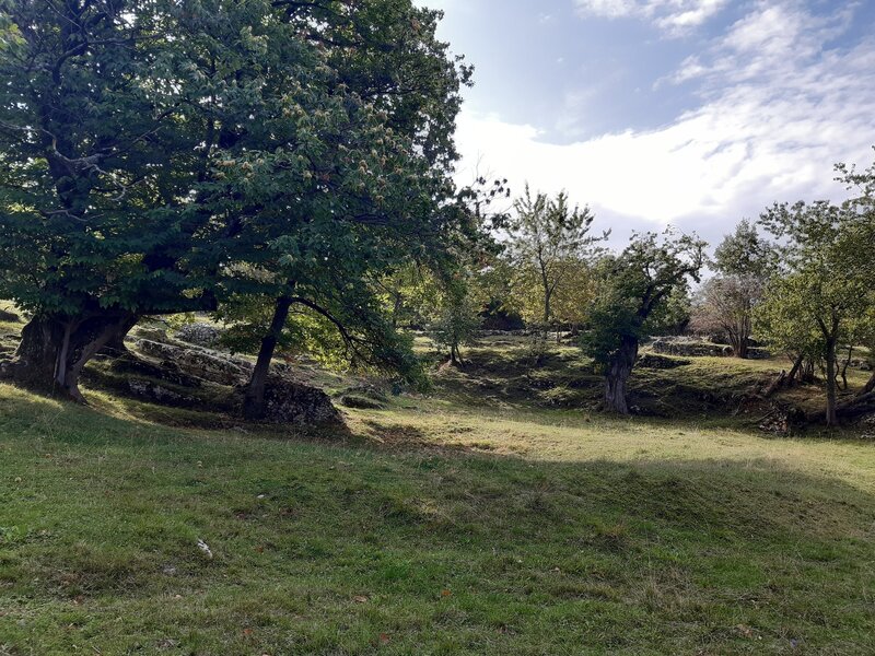 Old chestnut trees beside the trail