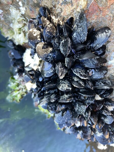 Mussels growing along the shore