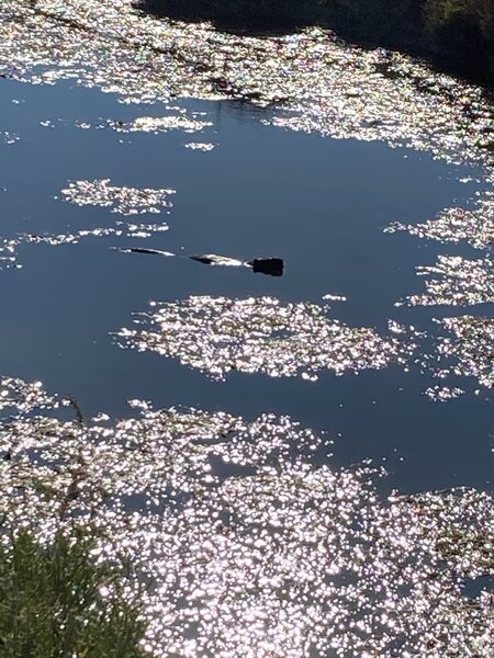 Nutria swimming in a canal