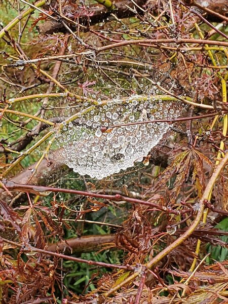 Spiders web