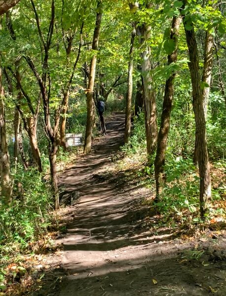 Section of hand cut singletrack along Calmus Creek.