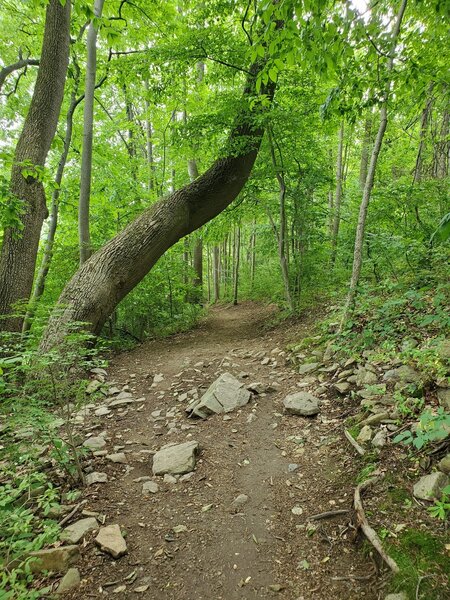 Leaning Tree