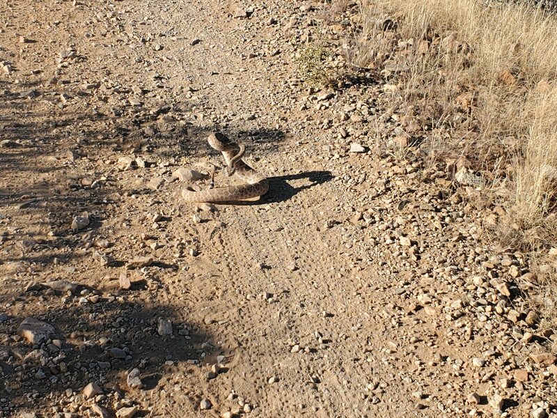 I accidently ran this guy over!  He was a little mad at me!