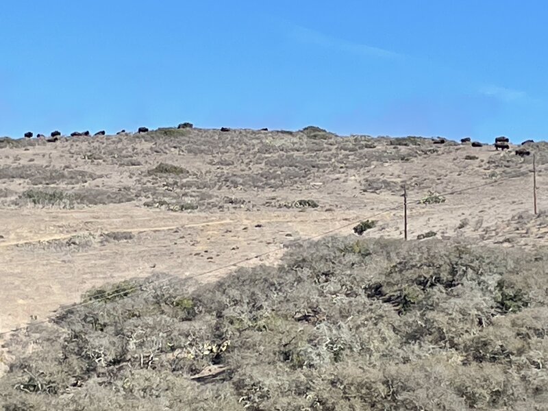 A herd of bison along the ridge line (I know it's hard to see in this cell phone photo).  But right near where this photo is taken, there is a vault toilet and water spigot.