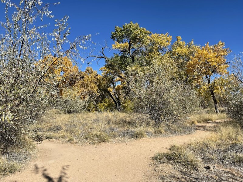 Fork on the banks of the Rio Grande