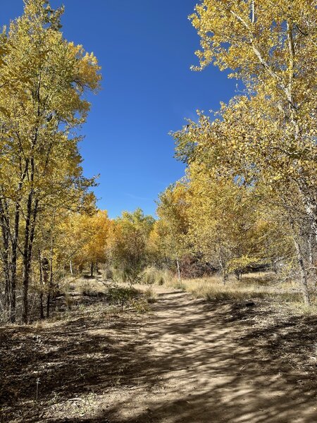 Some shade on the trail