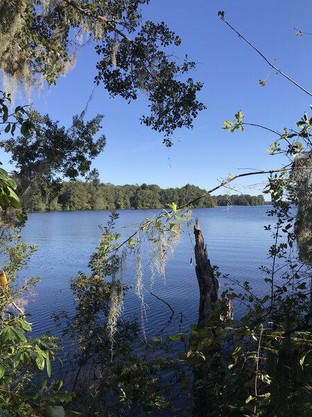 Lake Talquin State Forest from the Longleaf Loop.