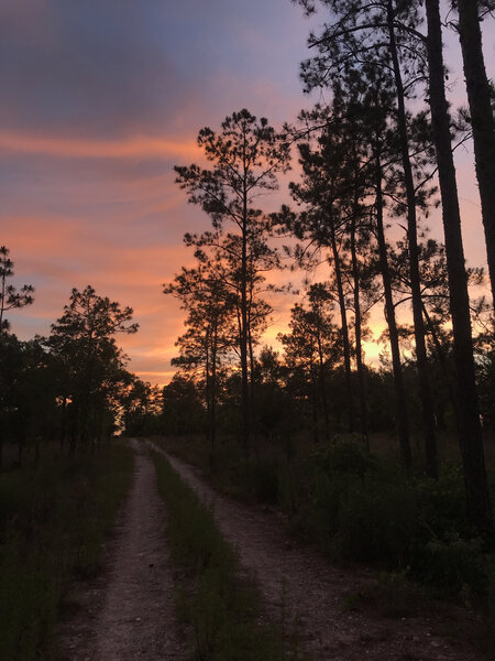 Sunset on the W.D. Lines Tract of Lake Talquin State Forest.