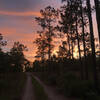 Sunset on the W.D. Lines Tract of Lake Talquin State Forest.