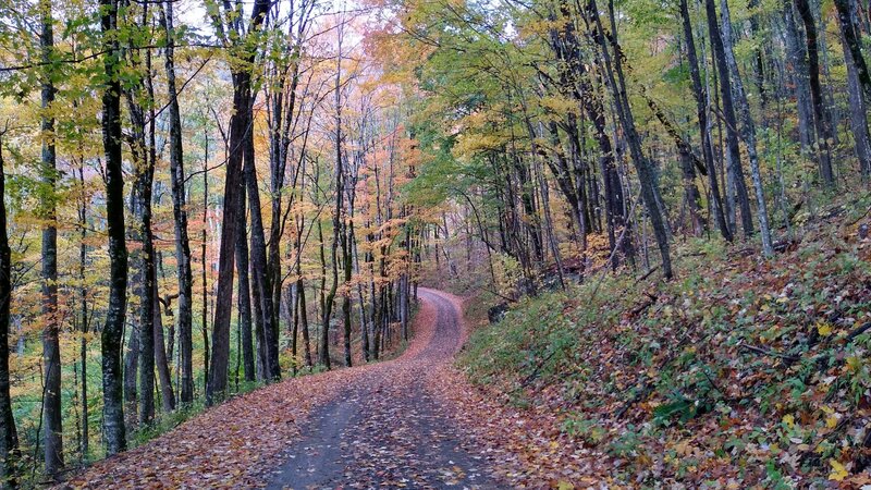 Forest road leading to Dill Falls.