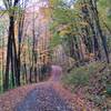 Forest road leading to Dill Falls.