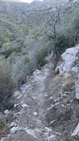 This is near the top of blue bug / mt lukens / haines canyon. Showing a section of fun singletrack