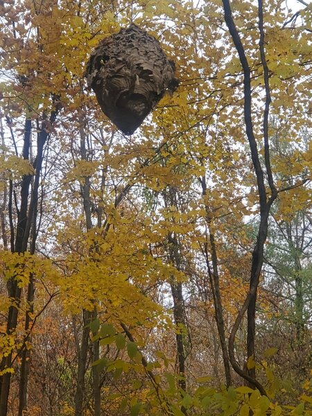 Hornets nest in the shape of a face close to the 3 mile mark. Yikes!