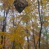 Hornets nest in the shape of a face close to the 3 mile mark. Yikes!