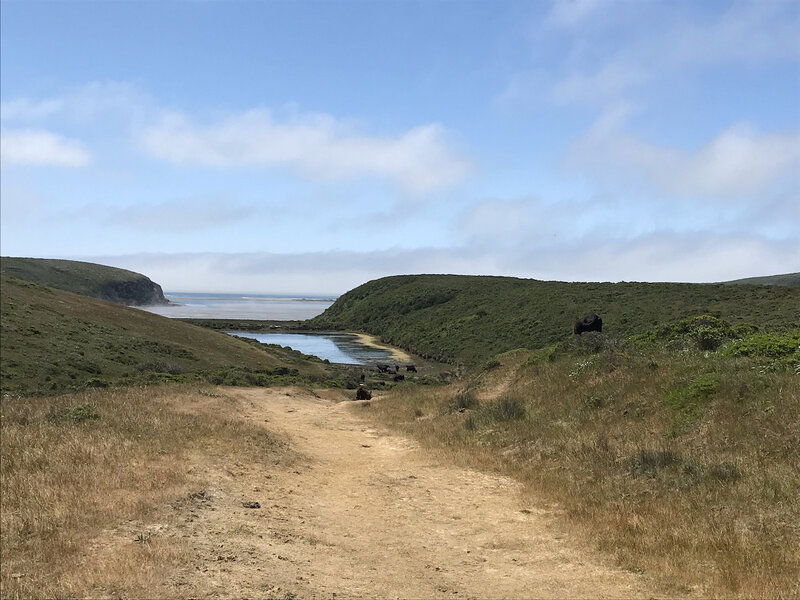 End of the road - Sunset Beach ahead + Cows.