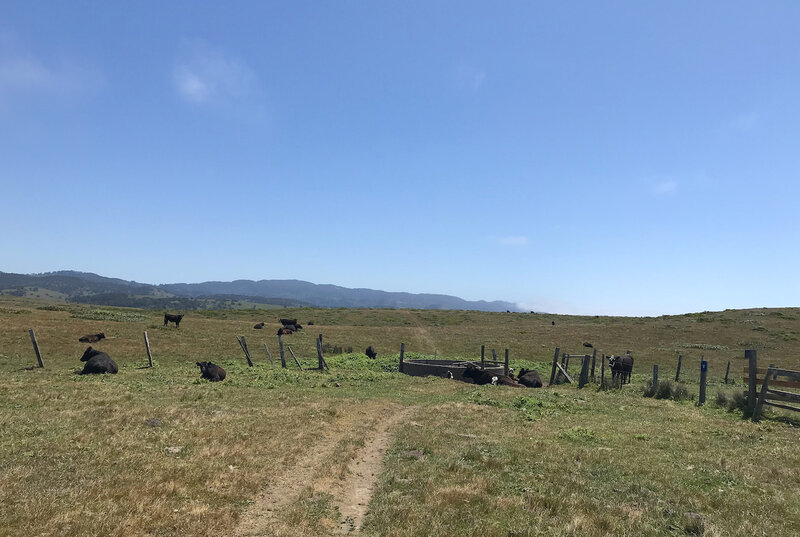 Squatting Cows on trail - Whose trail is this?!? Oh, right ...