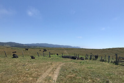 Squatting Cows on trail - Whose trail is this?!? Oh, right ...