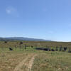 Squatting Cows on trail - Whose trail is this?!? Oh, right ...