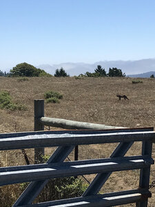 Bobcat looking like a Cheetah -  annoyed that I spooked away the birds that he was patiently stalking.