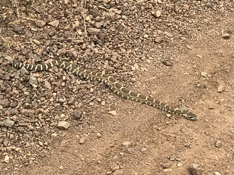 Third Rattler this year. But he has the right of way.