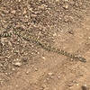 Third Rattler this year. But he has the right of way.