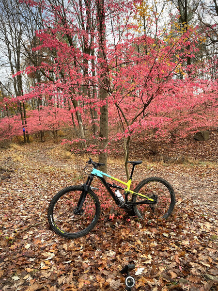 Brown Trail - Autumn Colors