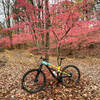 Brown Trail - Autumn Colors
