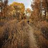 Cottonwood Trail in the fall