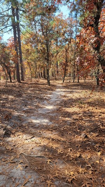 Typical for the region.  Great XC with lots of loose thick sand and pine needles to keep you on edge.