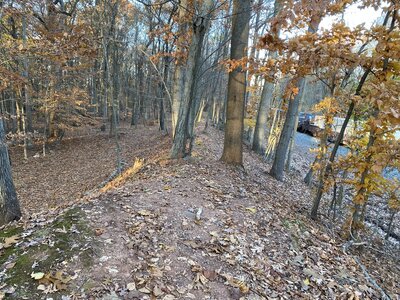 Ridge through the trees