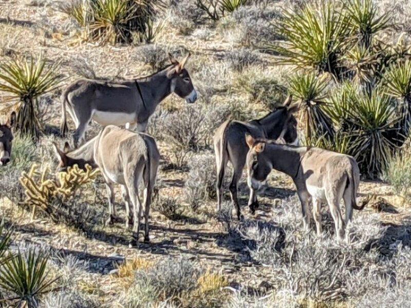 Mustang Burros