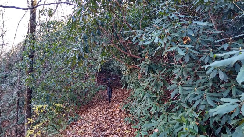 Rhododendron tunnel on Hickory Nut trail.