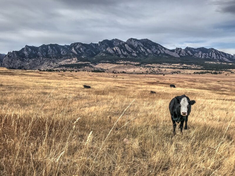 The friendly cows on the Community Ditch section often offer a nice and enjoyable scenery.