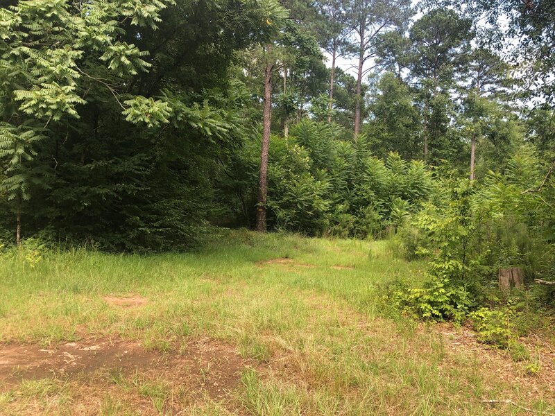 Unimproved parking at Hwy 83 trailhead on east side at White Creek Trail.