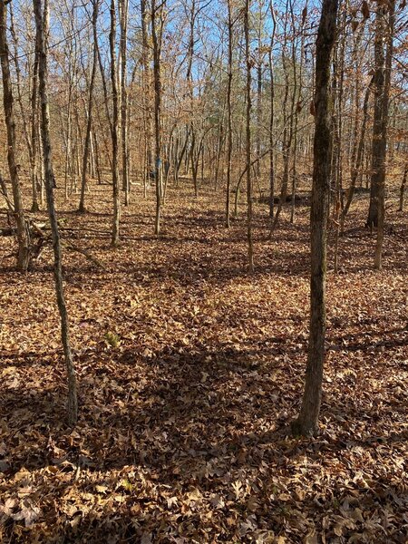 White Creek Trail after a heavy leaf fall