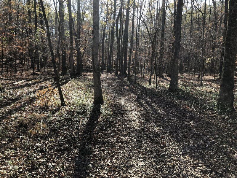 Mainly doubletrack/horse trails. Deep leaves and pretty much no maintenance or signage  Beautiful though.