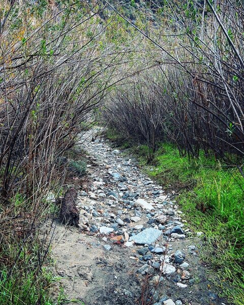 Lower Gabrelino along the river bed.