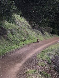 Calero mountain 2025 bike trail