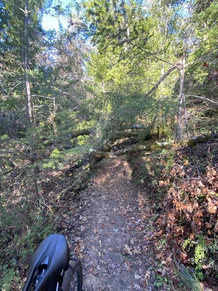 Wading through the fallen trees.